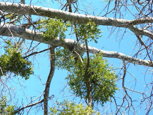 Get rid of mistletoe
